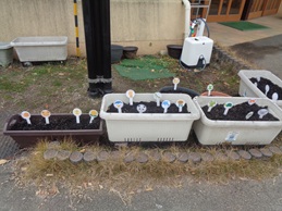 みんなで植えたよ